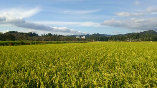 Paddy field usd rice photo