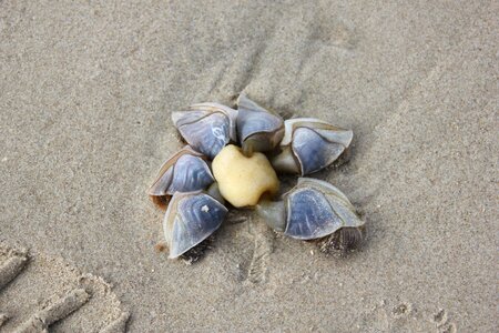 Denmark shell sea
