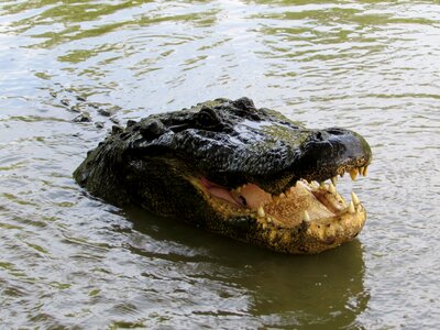 Bayou swamp photo