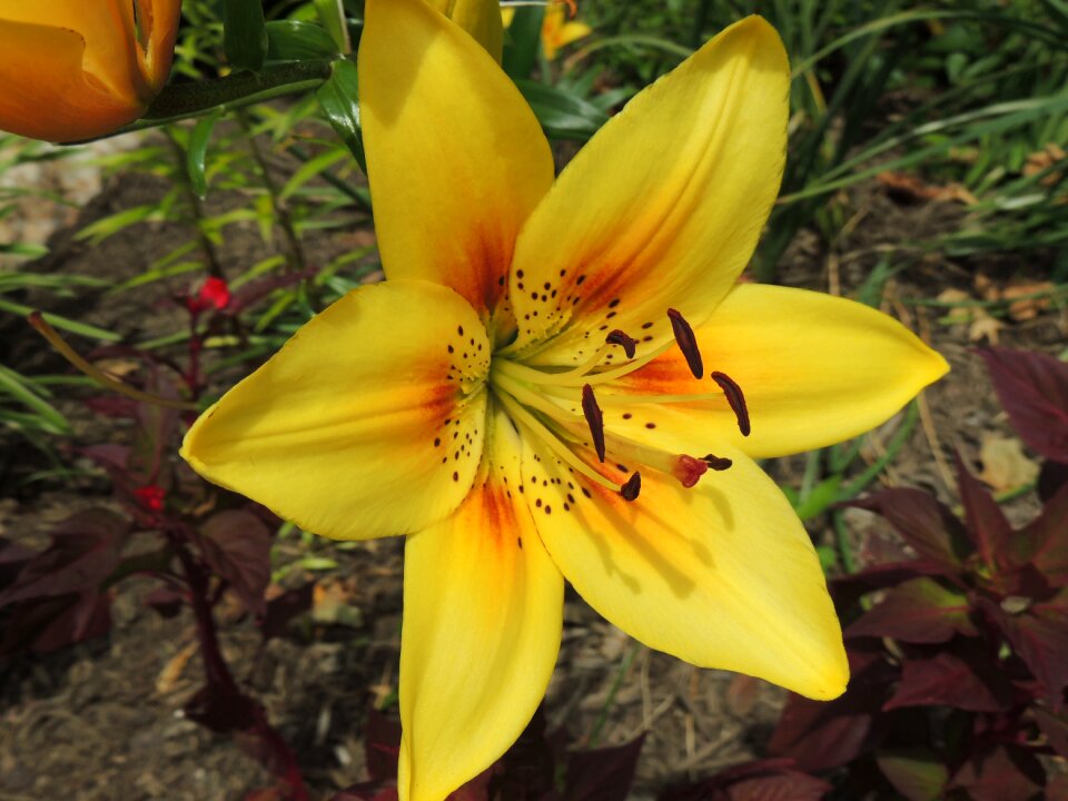 Close spring garden