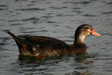 Nature duck swim photo