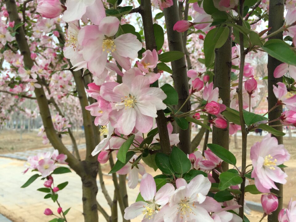 Country peach blossom spring