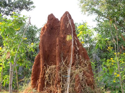 Ant hill insect nature