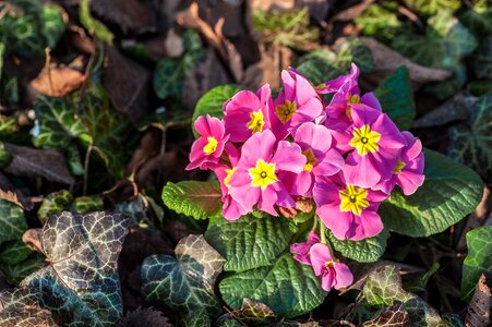 Flower priemel nature photo