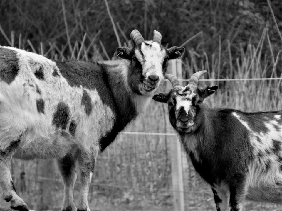 Horns livestock farm