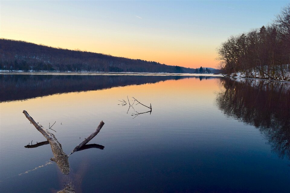 Tree nature landscape photo