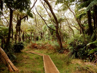 Primary forest hiking reunion island photo