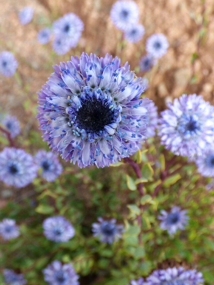 Lilac purple bouquet
