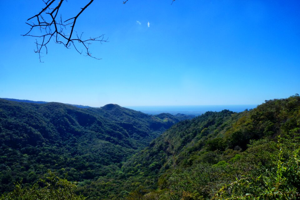 Nature landscape trees