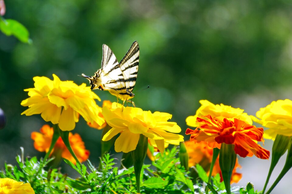 Marigold butterfly colors