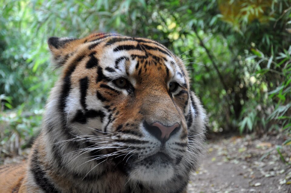Allwetterzoo münster siberian tiger