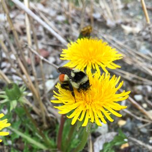 Dandelion bee on flower photo