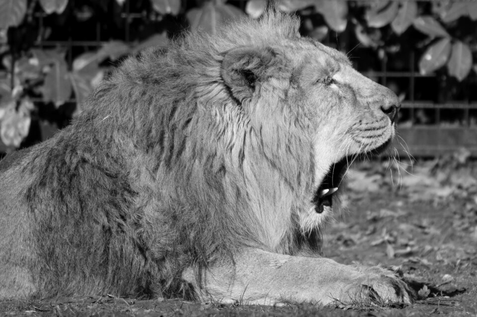 Predator feline nature