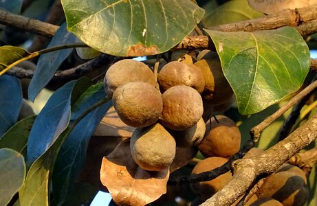 Bahera medicinal ayurvedic