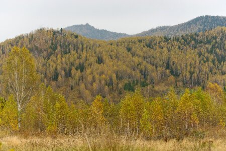 Day nature trees
