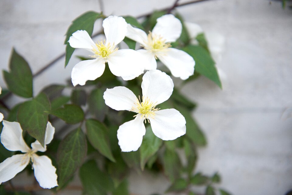 White flower summer flower flower