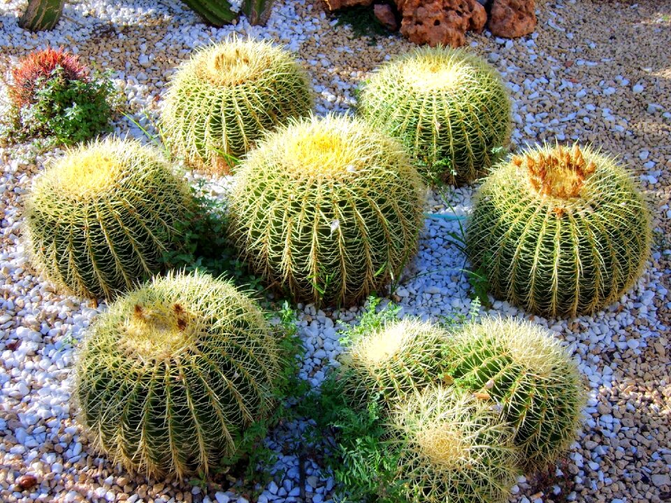 Cactus plants plant