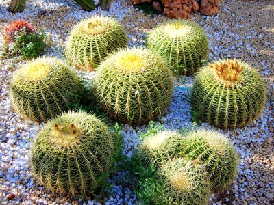 Cactus plants plant