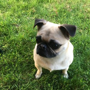 Pug in grass young pug