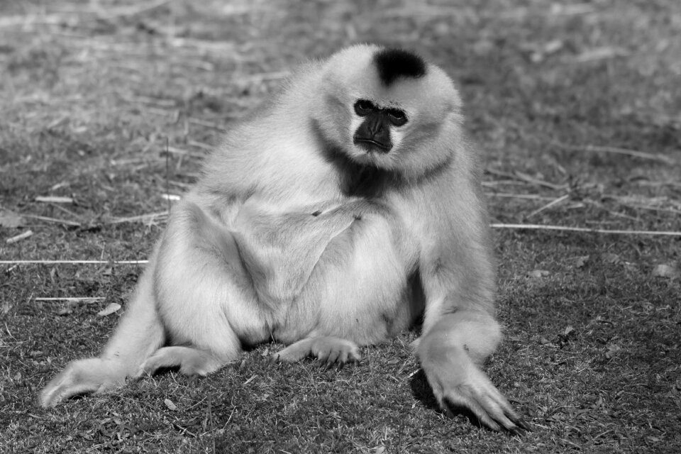 Mammal nature gibbon