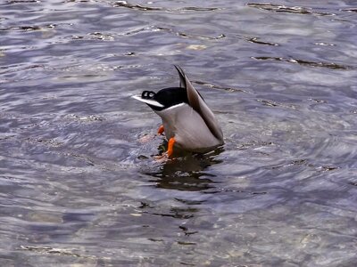 Water diving feet