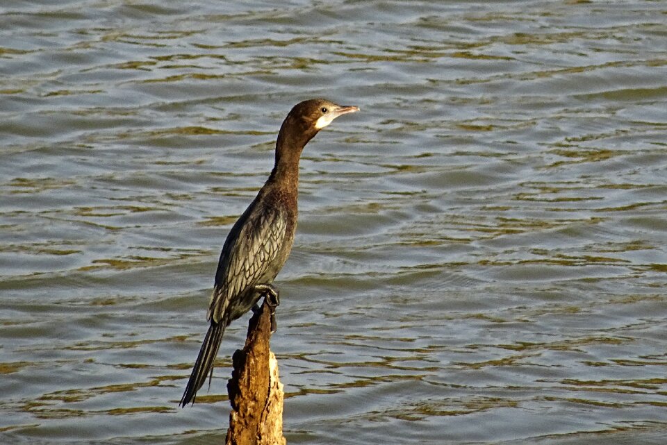 Nature wildlife avian
