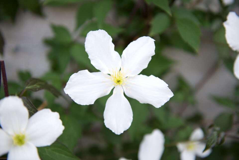 White flower flowers summer flower