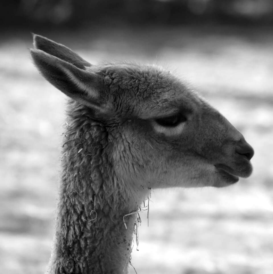 Animal mammal nature