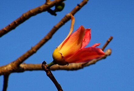 Cotton tree red silk-cotton red cotton tree photo