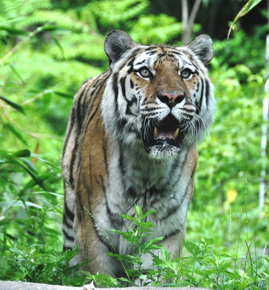 Animal tail whiskers
