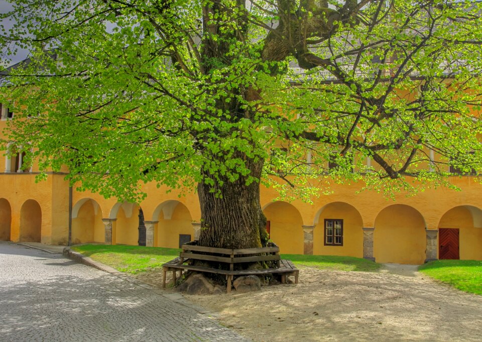 Monastery spring tree