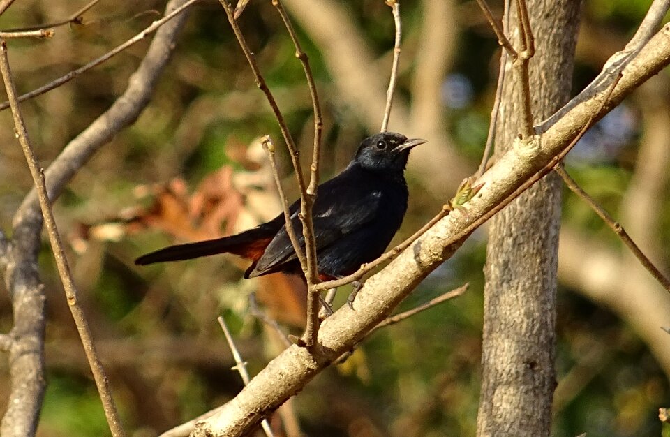 Male copsychus fulicatus muscicapidae