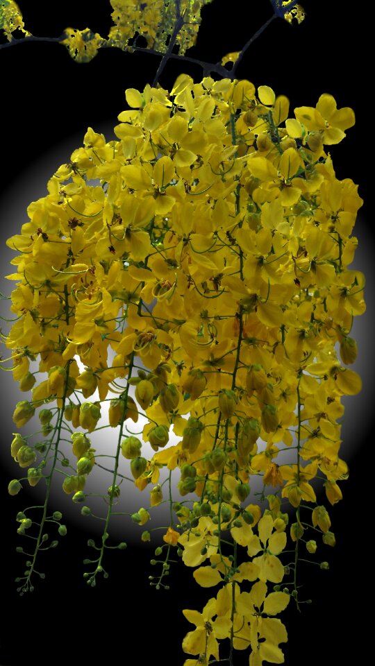 Spring nature black background