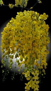 Spring nature black background