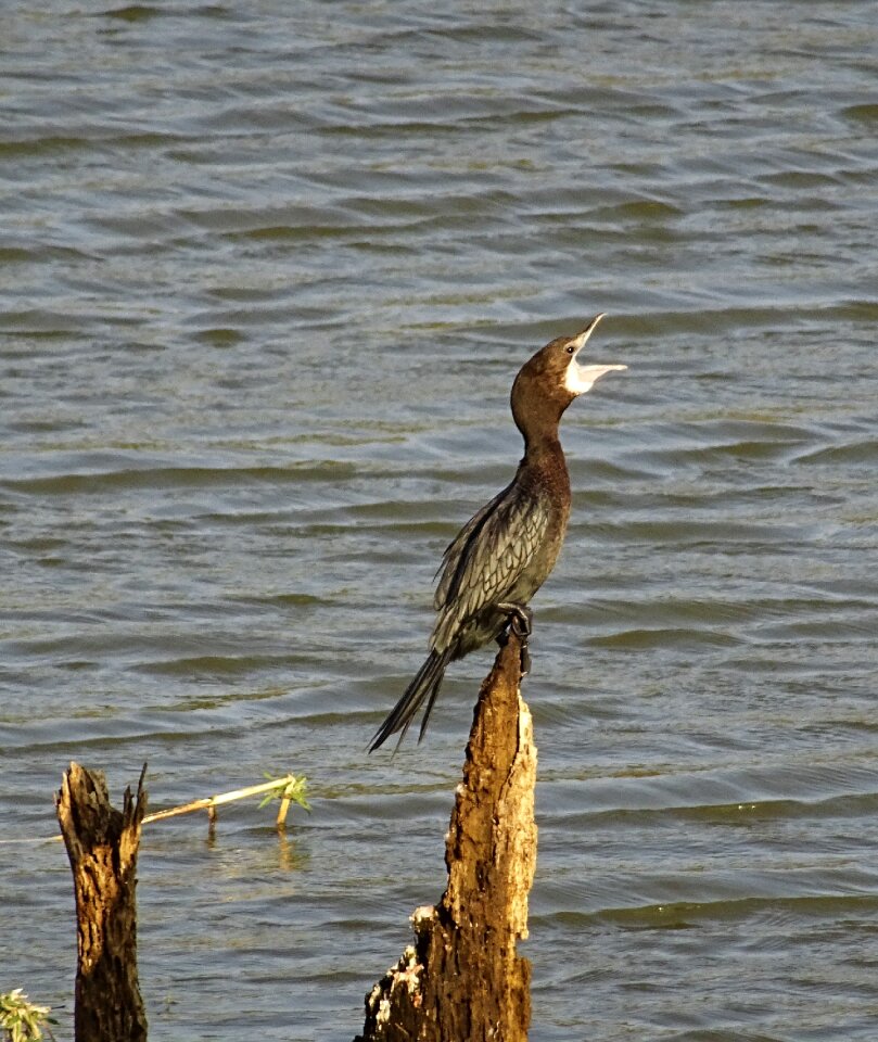 Microcarbo niger nature wildlife