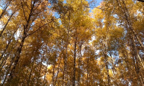 Golden autumn tree fall colors