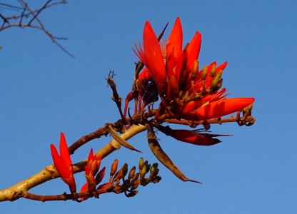 Lenten tree tiger claw erythrina variegata