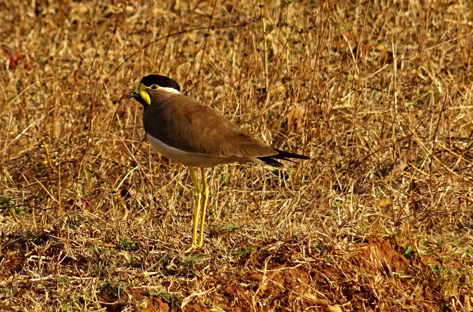 Lapwing wildlife avian photo