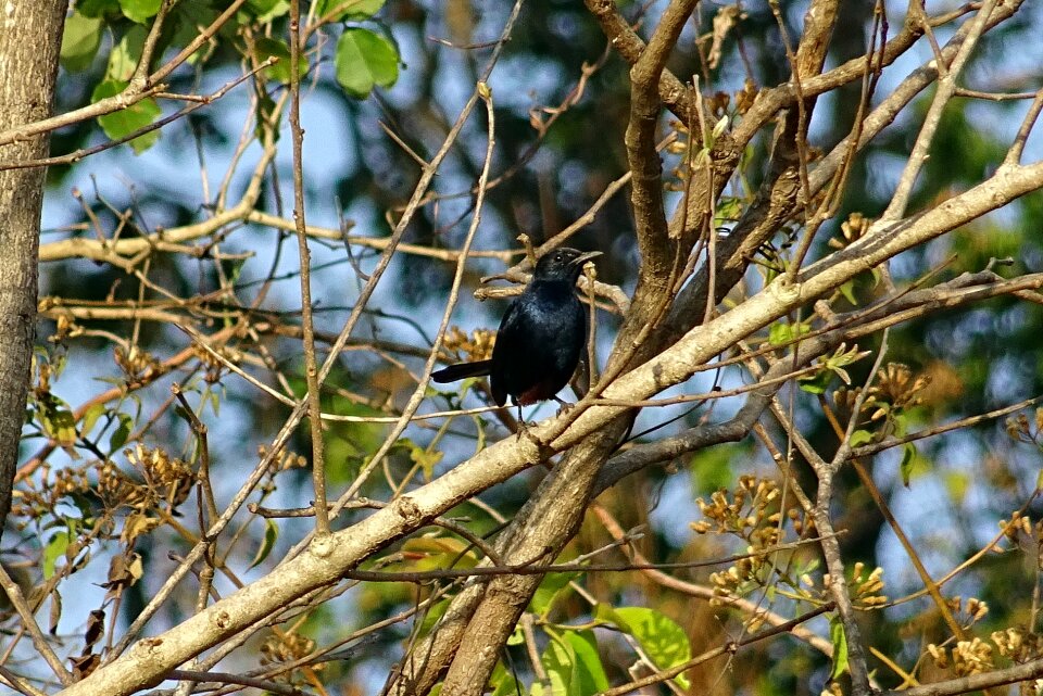 Male copsychus fulicatus muscicapidae