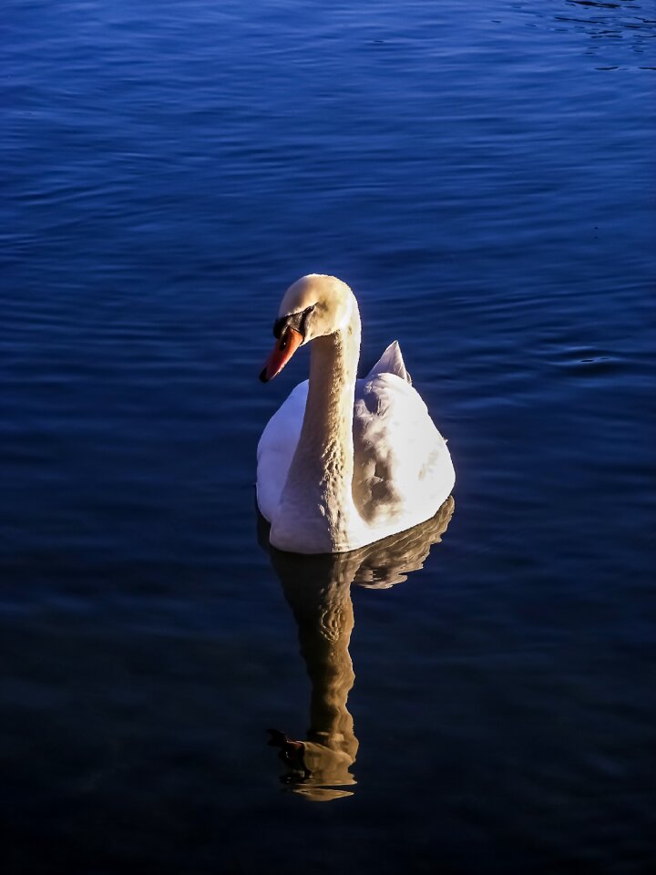 Nature waters bird