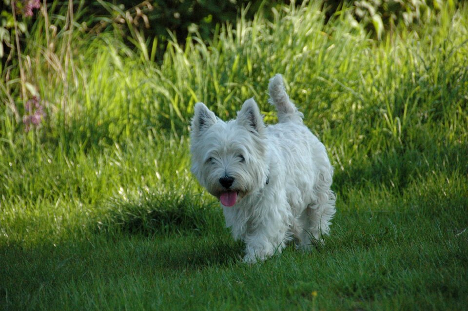 Dog westie west highland terrier
