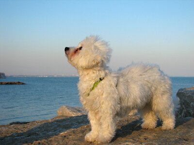 Canine white bison