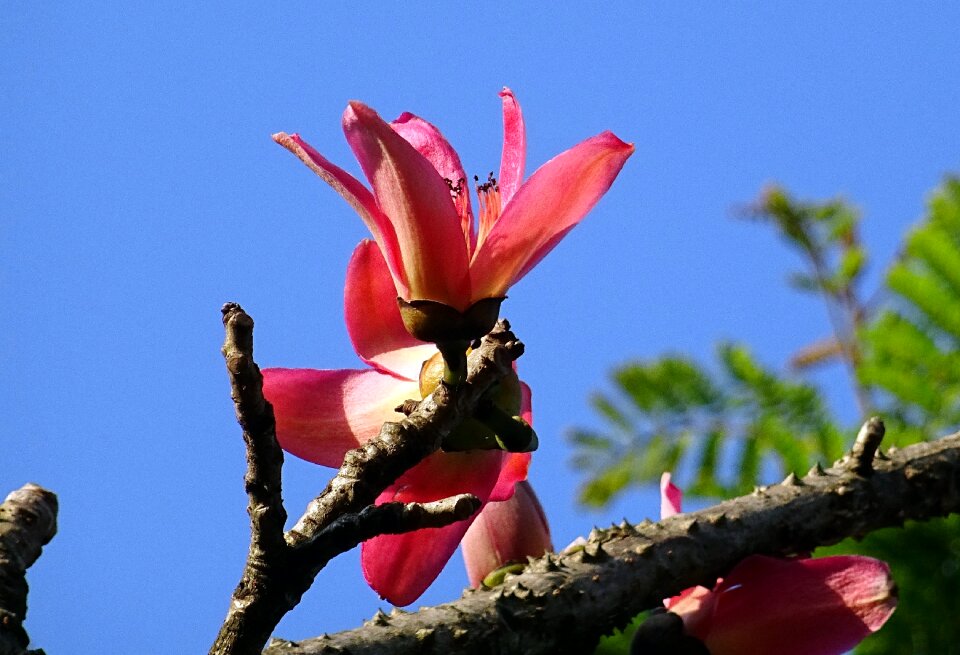 Cotton tree red silk-cotton red cotton tree