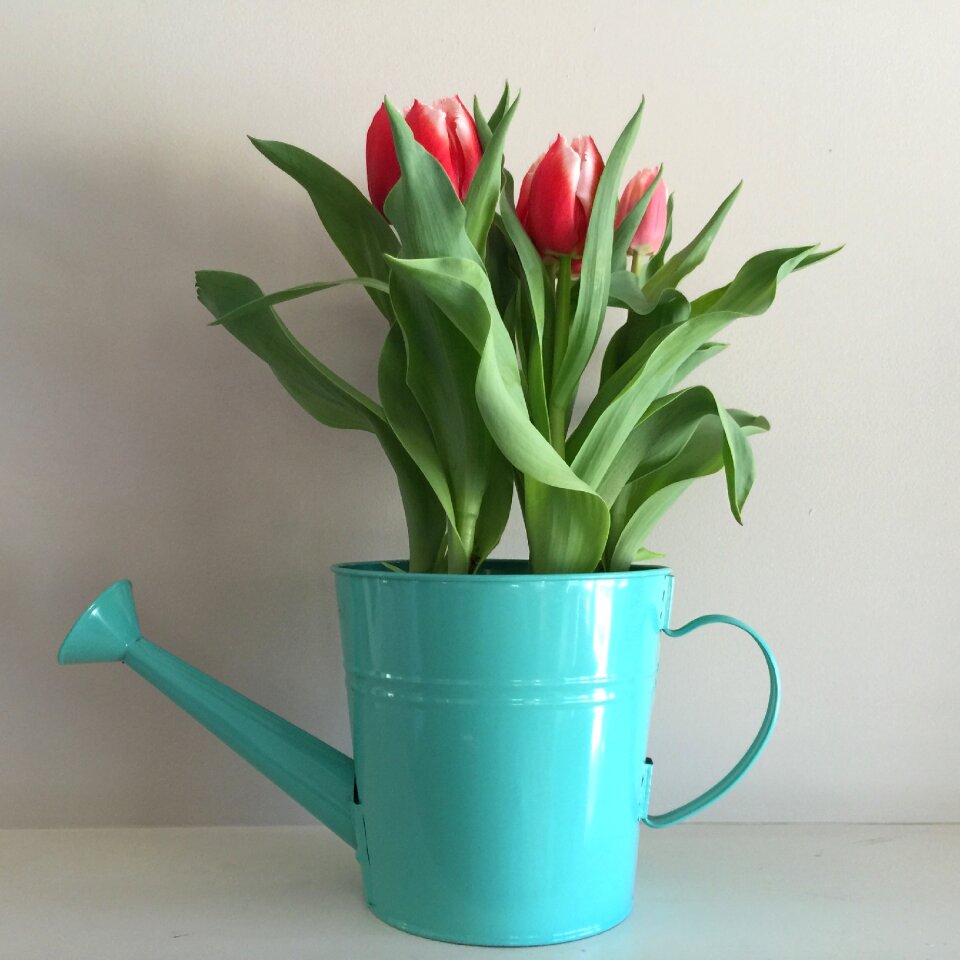 Spring blossom