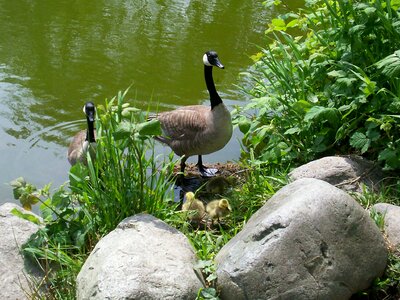 Goose waterfowl