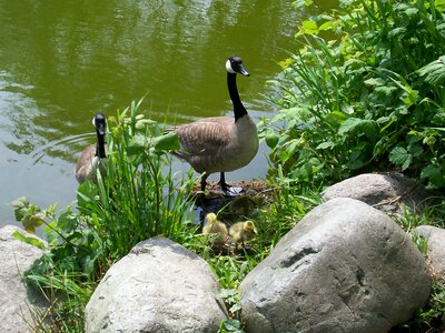 Goose waterfowl photo