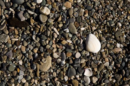 Sea ​​shell fossil sand photo