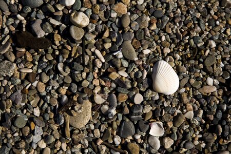Sea ​​shell fossil sand