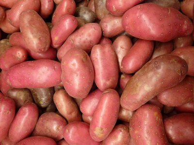 Vegetable organic nutrition