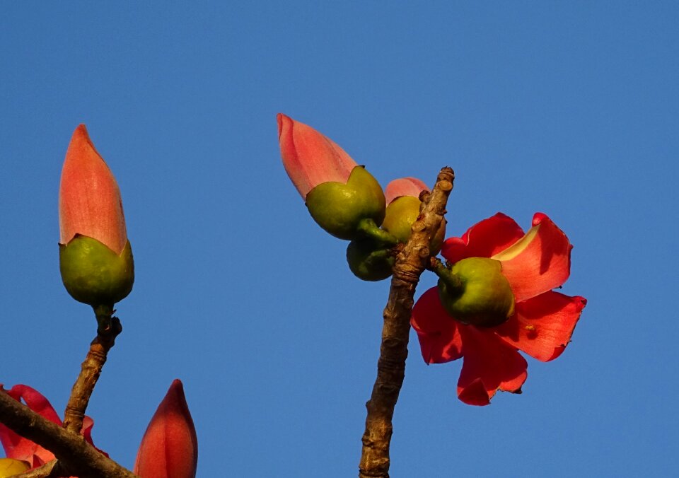 Bombax ceiba cotton tree red silk-cotton